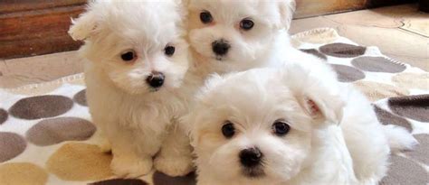 puppies te koop bij particulieren.